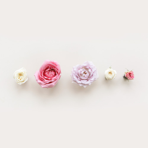 cover for track flowers of artist holly613